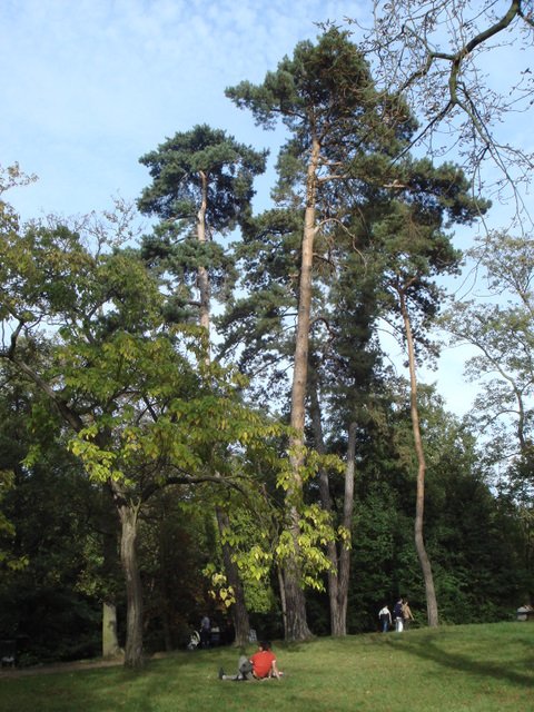 Pinus sylvestris port